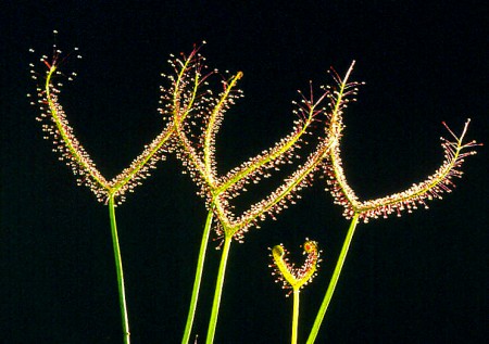 Drosera binata var. binata (rosnatka vidličnatá) • 80 Kč