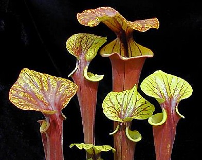 Sarracenia flava (špirlice žlutá) • 200 Kč
