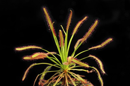 Drosera capensis (rosnatka kapská) • 80 Kč